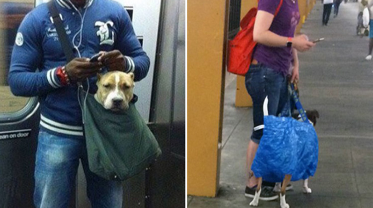 紐約地鐵的寵物們