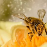 蜜蜂的聰明行為