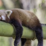 動物不睡覺能生存嗎?