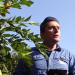 把電腦科技帶進果園 以色列首推「智能」樹木系統保護水果