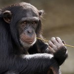 研究 : 黑猩猩一起看電影感情更好