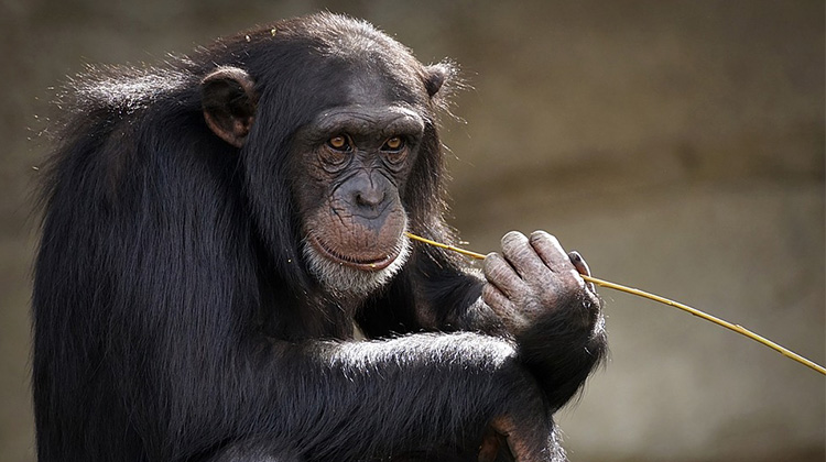 研究 : 黑猩猩一起看電影感情更好