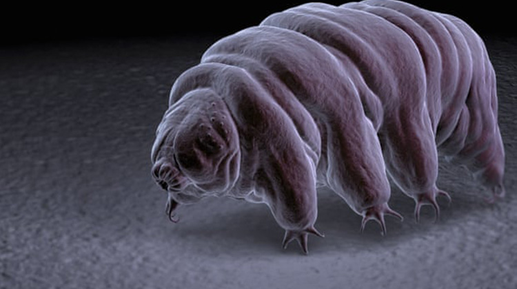 科學家 : 微生物水熊蟲也許能在月球生存