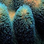 水族館新發現拯救大堡礁