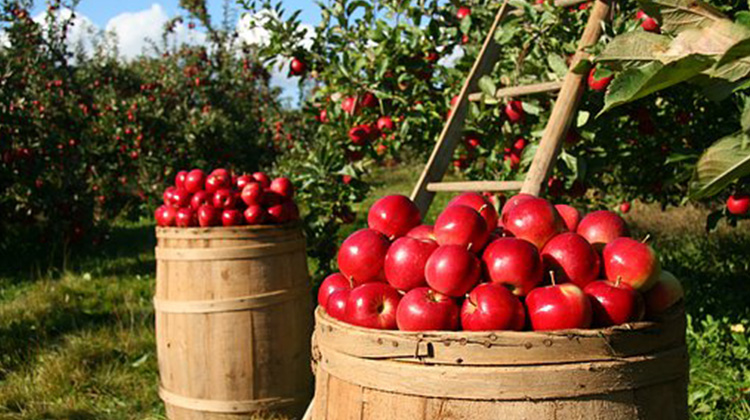 蘋果整顆連皮帶吃有益健康