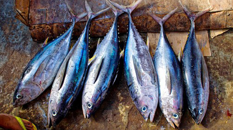 全球大量需求恐導致鮪魚滅絕