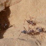 撒哈拉銀蟻 : 全世界最快速螞蟻