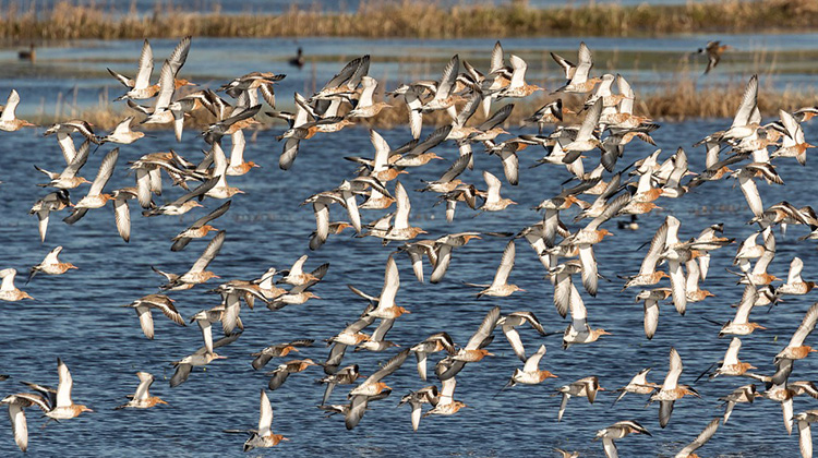 自1970年以來，北美已損失近30億隻鳥
