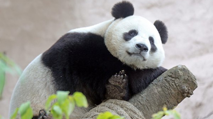 海康威視向莫斯科動物園捐贈用於熊貓觀察和研究的高清攝像機