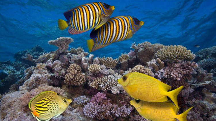 就像是一個DJ：健康的珊瑚礁聲音可能會吸引魚去到受損的珊瑚礁
