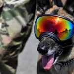 美國軍犬的地位通常比訓犬師高