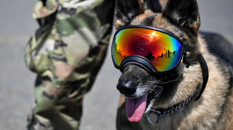 美國軍犬的地位通常比訓犬師高