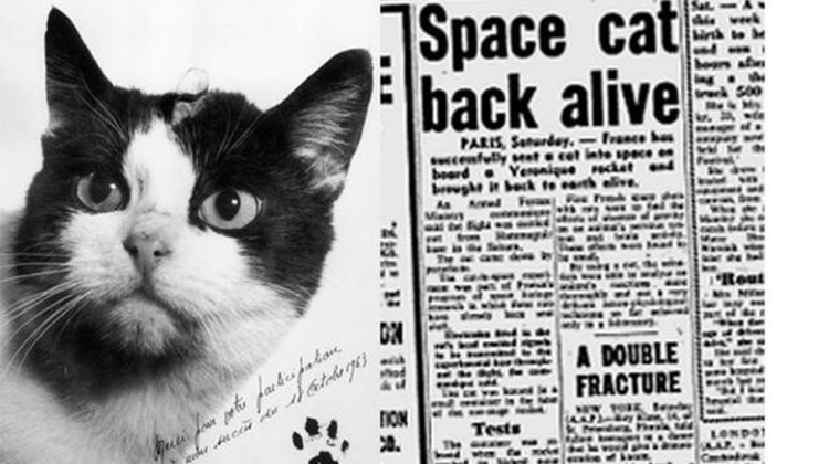 費利切特是第一隻進入太空的貓科動物，她終於得到了應得的榮譽