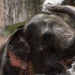 【沒有觀光客，大象也被裁員】疫情讓泰國象園紛紛倒閉，但這些大象回家的路並不好走