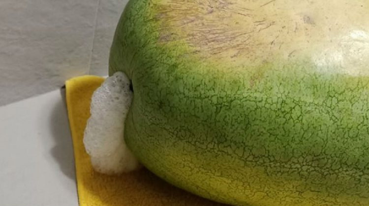 西瓜竟然「口吐白沫」！4個技巧避免買到不新鮮的西瓜