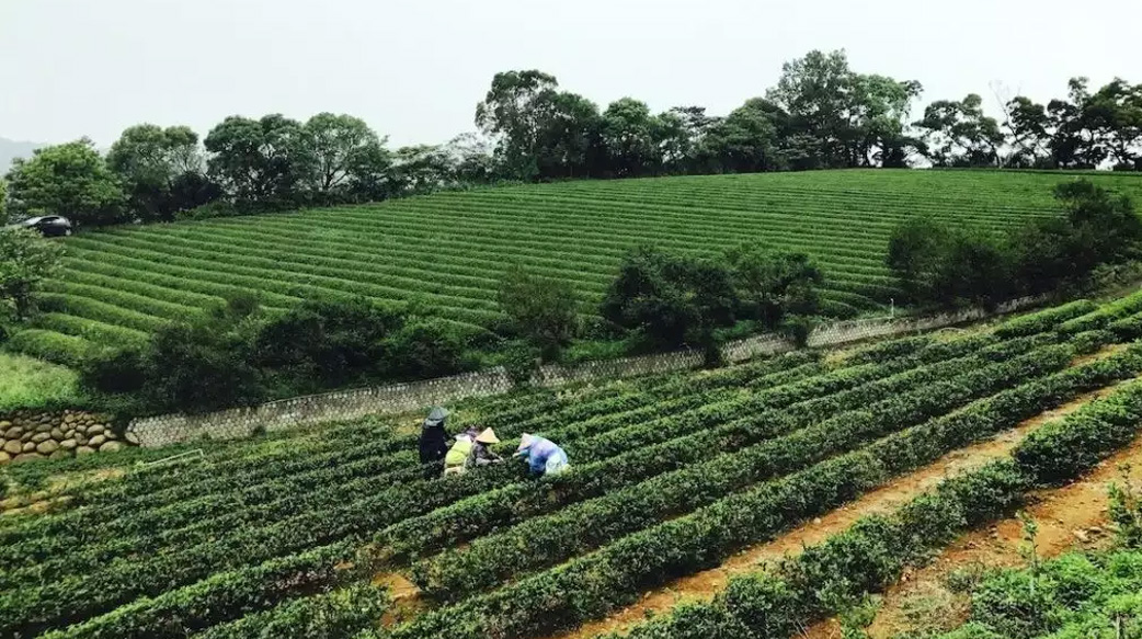 【報橘專訪】喝茶也能環島！全台 28 處「亮點茶莊」，由青農帶你品味台灣茶的滋味