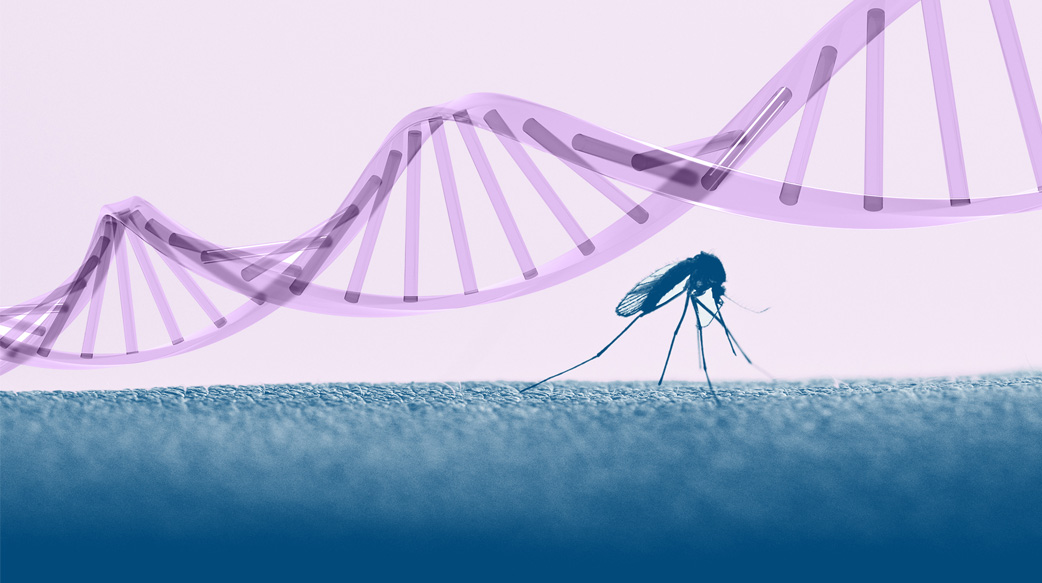 認識“不會咬人”的轉基因蚊子