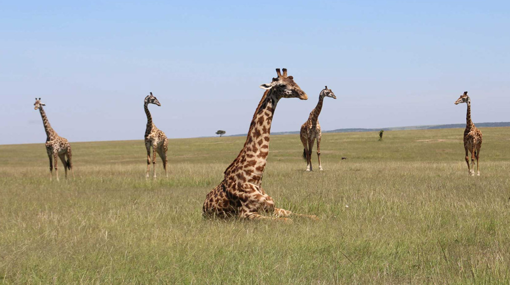 非洲十大野生動物之旅