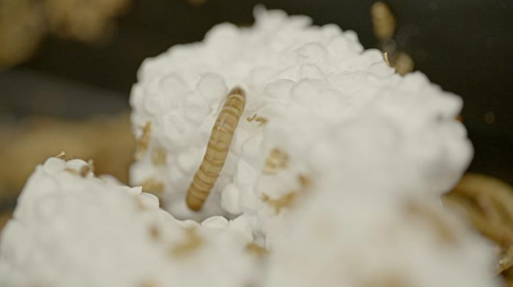 吃塑膠的蟲可以拯救人類危機嗎？