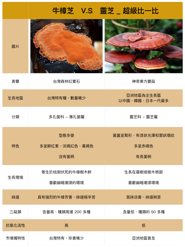 牛樟芝真的有神奇功效嗎 專家帶你花5 分鐘了解牛樟芝的好處 怎麼吃 禁忌與副作用 誰不能吃 19 市售品牌ptt Dcard 屈臣氏評價推薦 草根影響力新視野