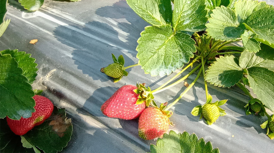 草莓季開跑GO！  如何採到鮮紅欲滴果粒看這裡