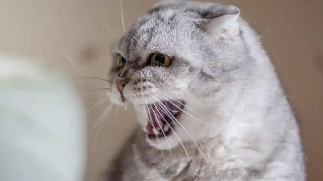 【狗派和貓派之爭】最新日本研究：貓的表現顯示對善良人類無感，因為「食物就是食物」