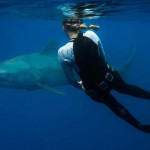 海裡玩水如何免受鯊魚傷害？