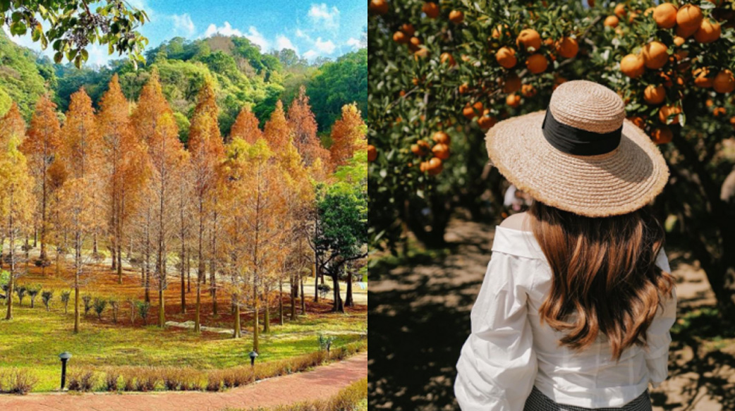來場慢旅行吧！3個冬季限定旅遊景點：小森之歌看落羽松、橙香森林體驗採橘子、紅色琉璃瓦採三種草莓
