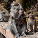泰國舉辦疫情後第一個猴子節迎接觀光熱潮