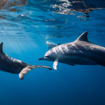 俄烏戰爭恐是海豚死亡數增加因素之一