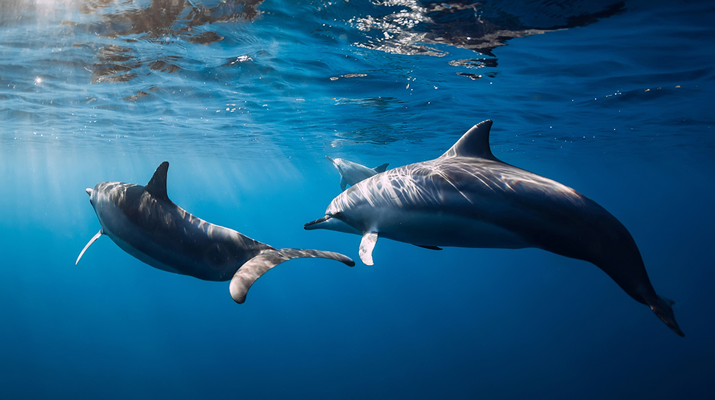 俄烏戰爭恐是海豚死亡數增加因素之一