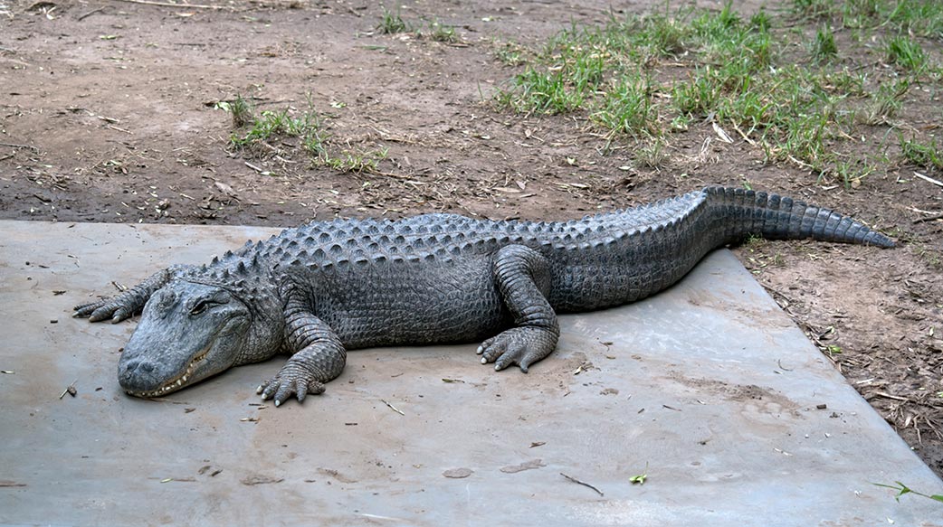 鱷魚 牙齒 動物 秤 爬行動物 危險的 鱷魚 快照 顎 致命 兇手 灰色 側面圖 美國 捕食者 危險 野 野生動物 肉食動物 爪
