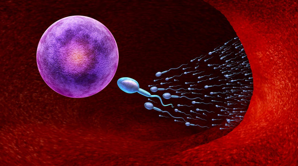 解剖學 開始 生物學 細胞 關閉 概念 脫氧核糖核酸 女 沃 生育能力 人的 生活 宏 男性 醫藥 顯微鏡 懷孕 孕 複製 研究 科學 符號