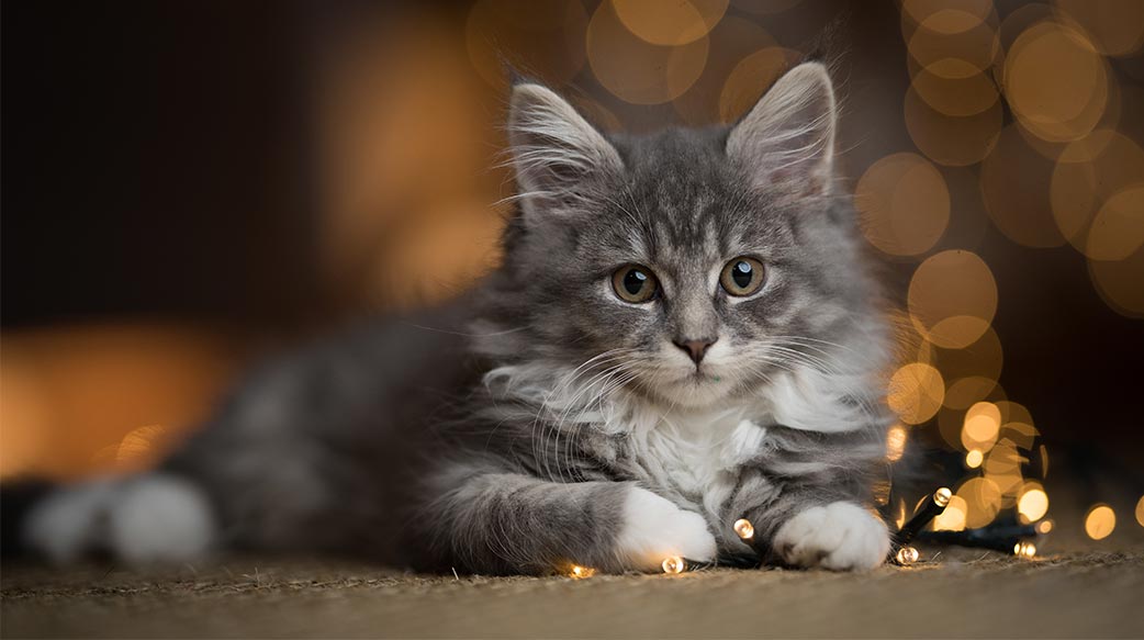 可愛的 寶寶 美麗 聖誕 地毯 貓 聖誕 聖誕裝飾 自在 好奇心 可愛 蓬鬆 毛皮 發光的 在室內 小貓 貓咪 燈火 看 尋找 望著遠處 低角度觀賞 說謊 新年 調皮 打 肖像 有選擇性的重點 虎斑貓 冬天 冬季 聖誕