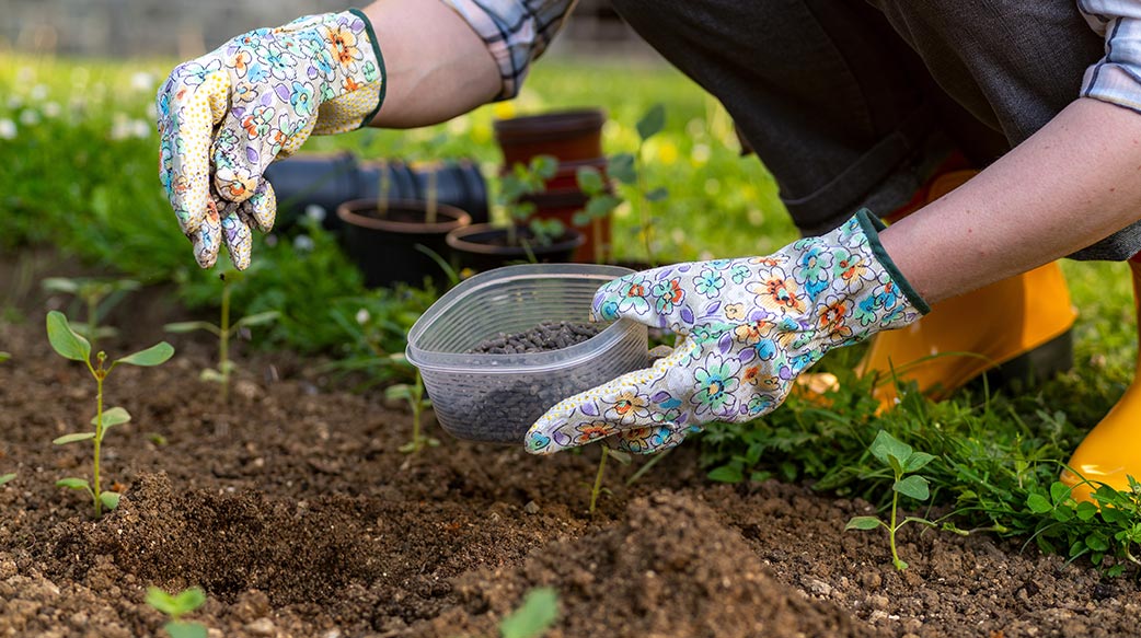 花壇 匿名 種植 園藝 坦率 雞 營養素 後院 花 有機 碼 開始 土壤 園丁 工作的 開始 女人 床 改善 花卉 真實 夏天 穿著 戶外 花壇 廠 背景 花園 手套