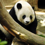面對中國戰狼外交：熊貓外交的未來存亡之戰