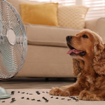 極端高溫下該如何保護自己及愛犬？