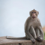 中國科學家複製猴子