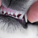 如何預防狗狗掉牙？