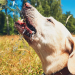 如何幫助家裡的狗抵禦熱浪？