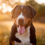 炎炎夏日對愛犬最易造成的 8 種危險