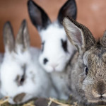 飼養兔子前請想一想