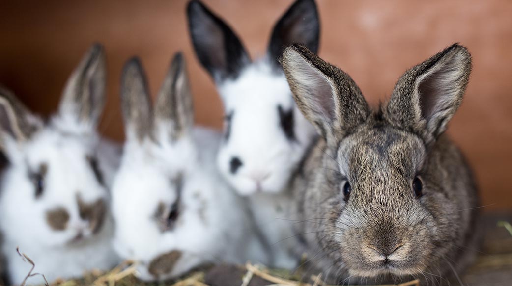 飼養兔子前請想一想