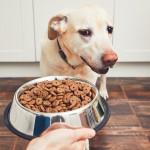 狗狗食慾不振怎麼辦？