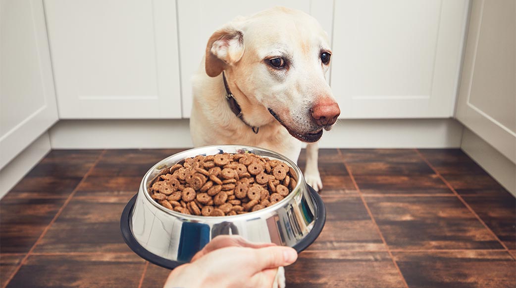 狗狗食慾不振怎麼辦？