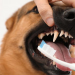 寵物的牙齒問題