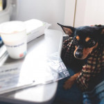 帶寵物出門旅遊需要考慮哪些事情