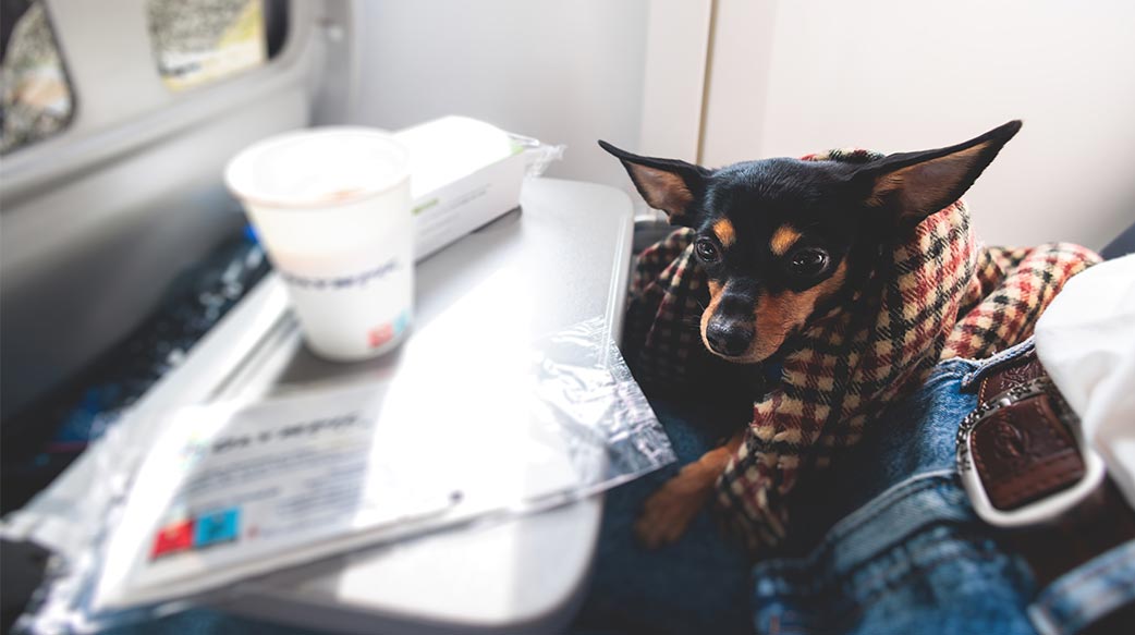 帶寵物出門旅遊需要考慮哪些事情