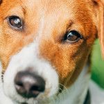 雀巢進軍印度寵物食品市場