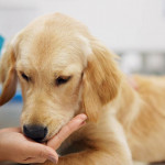 動物照護產業正緊跟人類照護模式的腳步前進